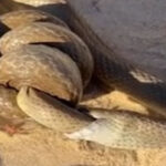டார்லிங் ஆற்றில் செத்து மிதந்த ஒரு மில்லியன் கணக்கான மீன்கள் இறப்பு! வெளியாகியுள்ள வீடியோ
