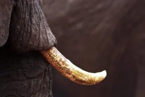 தனியார் வாக்னர் குழுவிற்கு தடை விதித்த சுவிஸ் அரசாங்கம்!
