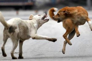 ஜெர்மனியில் வேலை தேடுவது எப்படி?