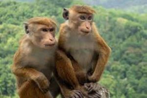 சிறப்பு அமைச்சரவைக் கூட்டம் குறித்த அறிவிப்பு!