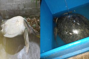 வவுனியாவில் வாகன விபத்தில் ஒருவர் படுகாயம்