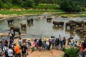 அவுஸ்திரேலியா – காலில் சுற்றிய விஷப்பாம்பு… காப்பாற்ற முயன்ற நண்பருக்கு நேர்ந்த கதி