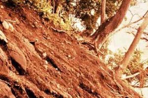 கிளிநொச்சியில் பொமரேனியன் நாய்க்கு உரிமை கோரிய இருவர்!! நீதிமன்றம பிறப்பித்துள்ள உத்தரவு