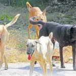 உக்ரேனிய அமைப்புக்காக நிதி திரட்டிய இரட்டை குடியுரிமை கொண்ட ரஷ்ய பெண் கைது