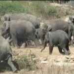 தனது காரில் மர்மமான முறையில் இறந்து கிடத்த அமெரிக்க இளம் நடிகர்