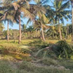 கிழக்கு மக்களை சுரண்டி வாழும் தொண்டமான் பரம்பரையினர் : பிரபாகரன் கருத்து!