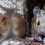 அமெரிக்காவில் ஹண்டா வைரஸ் அச்சுறுத்தல் – 4 பேர் பலி – எலிகள் தொடர்பில் எச்சரிக்கை