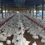 ஆஸ்திரேலியா – மெல்பேர்னில் கத்தி குத்து தாக்குதல் : 20 வயது இளைஞர் படுகாயம்!