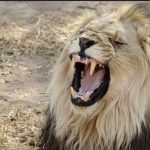 இலங்கையில் எரிபொருள் விலை திருத்தம் தொடர்பில் வெளியான அறிவிப்பு!