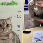ஆஸ்திரேலிய வீடுகளில் குறைப்பாடுகள் – அம்பலப்படுத்திய அமெரிக்கர்