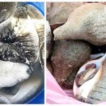 தென்கிழக்கு ஈரானில் நீதித்துறை வளாகத்திற்குள் நடத்தப்பட்ட பயங்கரவாத தாக்குதலில் 8 பேர் பலி,13 பேர் காயம்