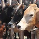 கேரளா சிறையில் இருந்து தப்பியோடிய முக்கிய குற்றவாளி கைது
