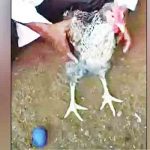 ஆஸ்திரேலிய ஜெப ஆலயத் தாக்குதலுக்கும் ஈரானுக்கும் தொடர்பு: உளவு நிறுவனம் வெளிப்படுத்திய தகவல்