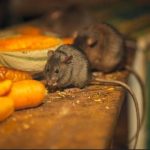 இலங்கையில் மழை மற்றும் காற்று – வானிலை குறித்து எச்சரிக்கை