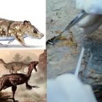 இந்தியா -உத்தரப் பிரதேசத்தில் பறவைக் காய்ச்சல் பரவும் அபாயம்: புதிய கட்டுப்பாடுகள்
