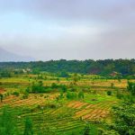 துபாய்-சிங்கப்பூர் விமானத்தில் திருடிய 25 வயது சீன நபர் கைது
