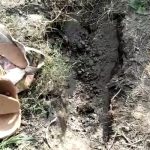 ஒவ்வொரு நாளும் 10 ஆயிரம் அடிகள் நடப்பது கட்டாயமில்லை – நரம்பியல் விஞ்ஞானி விளக்கம்