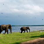 இலங்கை – எல்ல பேருந்து விபத்தில் உயிரிழந்தவர்களின் உடல்கள் தங்காலைக்கு கொண்டுவரப்பட்டுள்ளது!