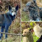 கடல் அலைகளை தூண்டி சுனாமியை ஏற்படுத்தும் சக்திவாய்ந்த அணுவாயுதத்தை சோதனை செய்த ரஷ்யா!