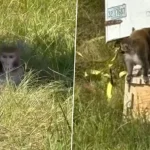 மெட்டா நிறுவனத்தின் அதிரடி அறிவிப்பு! நாள் ஒன்றுக்கு 3.5 பில்லியன் பயனர்கள்