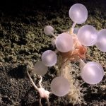 அனுஷ்காவின் அந்த இடத்தை தனதாக்கிய பிரபல நடிகை