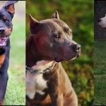 மகளிர் உலகக் கோப்பை இறுதி போட்டியில் தென் ஆப்பிரிக்கவை எதிர்கொள்ளும் இந்தியா