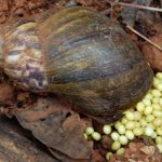 சீனாவில் கண்டுபிடிக்கப்பட்ட மிகப்பெரிய தங்கச் சுரங்கம்