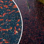 சந்திரன் தொடர்பில் விஞ்ஞானிகளின் புதிய கண்டுபிடிப்பு – ஆக்ஸிஜனேற்றப்பட்ட தாதுக்கள் உறுதி