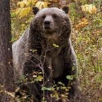 பிரேசிலில் ஐ.நா காலநிலை பேச்சுவார்த்தை அரங்கத்தில் தீவிபத்து – 13 பேர் வைத்தியசாலையில்!