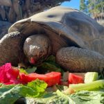 கர்நாடகாவில் 3 நாள் பெண் குழந்தையை கழுத்தை நெரித்து கொலை செய்த தாய்