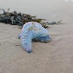 மங்கோலியாவில் அவசரமாக தரையிறங்கிய ஏர் இந்தியா விமானம்