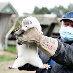 படிம எரிபொருள் பயன்பாட்டால் பூமிக்கு ஏற்பட்டுள்ள ஆபத்து! பிரேசில் ஜனாதிபதி எச்சரிக்கை