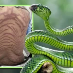 அமெரிக்காவில் H-1B விசா நடைமுறையில் இறுக்கம்! வெளிநாட்டவர்களை அழைக்க தயங்கும் நிறுவனங்கள்