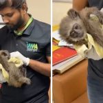 கோப்பை யாருக்கு? மகளிர் உலகக் கோப்பை இறுதிப் போட்டி இன்று