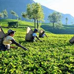 ஐரோப்பாவுக்கு சென்ற அர்ச்சுனாவின் கைகளில் சிக்கிய ஆவணங்கள்: ஆயுதம் குறித்து மீண்டும் சர்ச்சை கருத்து!