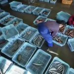 வெளிநாட்டு நேரடி முதலீடுகள் அதிகரித்துள்ளன –  ஜனாதிபதி தெரிவிப்பு