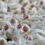 பாகிஸ்தான் சர்வதேச விமானச் சேவையின் 100% பங்குகளை விற்கத் தீர்மானம்