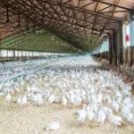 கிளிமஞ்சாரோ (Kilimanjaro) மலையில் விபத்துக்குள்ளான ஹெலிகாப்டர் – 05 பேர் பலி!