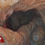 பாலியல் குற்றச்சாட்டு –   இலங்கை பேராசிரியர் அமெரிக்காவில் கைது!