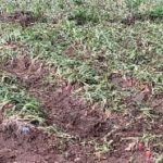 அமெரிக்காவில் ஏழு பிட் புல் நாய்களால் தாக்கப்பட்டு ஆண் மற்றும் 3 மாத குழந்தை மரணம்