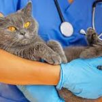 “புராஜெக்ட் நைட்ஃபால்” : உக்ரைனுக்காக புதிய ஏவுகணைகளை தயாரிக்கும் பிரித்தானியா!