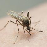 “கோ ஹோம் ஹரிணி” என கோஷம் எழுப்பிவிட்டு வெத்து வேட்டாக வீடு திரும்பிய விமல்!