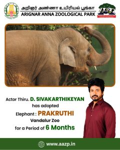 சிவகார்த்திகேயன், வண்டலூர் பூங்கா, பிரக்ருதி யானை, விலங்குகள் தத்தெடுப்பு, Sivakarthikeyan, Vandalur Zoo, SK Fans, Animal Welfare, Prakruti Elephant.