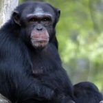 ஐக்கிய நாடுகள் சபையின் உயரிய விருதை வென்ற இந்திய ராணுவ அதிகாரி