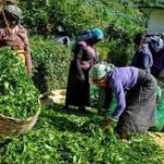 தொழிற்சங்க போராட்டத்தை தொடரும் அரச வைத்தியர்கள்