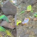 தடைகளைத் தகர்த்த ‘பராசக்தி’! ஜனவரி 10-ல் திரையரங்குகளில் சீற்றம் – உயர்நீதிமன்றம் அதிரடி தீர்ப்பு.