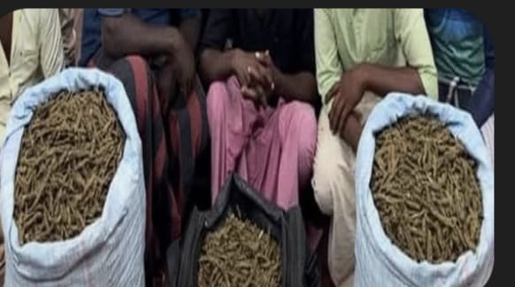 சட்டவிரோதமான முறையில் கசிப்பு மற்றும் கஞ்சா வைத்திருந்த குற்றச்சாட்டில் மூன்று இளைஞர்களைக் காவல்துறையினர் கைது செய்துள்ளனர். மேலதிக விசாரணைகள் தீவிரம்.