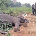 கிரிக்கெட் மட்டையால் அடித்துக் கொலை செய்யப்பட்ட 21 வயது இளைஞன் – அறுவர் கைது