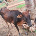 கொல்கத்தாவில் சக்திவாய்ந்த நிலநடுக்கம்