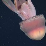 NPP அரசாங்கத்தை இயக்கும் தனி ஒருவன்? சர்ச்சைக்கு முற்றுப்புள்ளி வைப்பு!